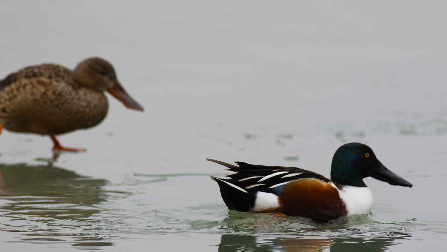 Northern Shoveler